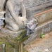 monkey_macaque_balinese_mf_ubud_v_1074_bal4792.jpg